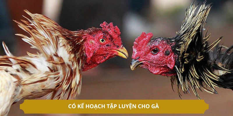 Có kế hoạch tập luyện cho gà 