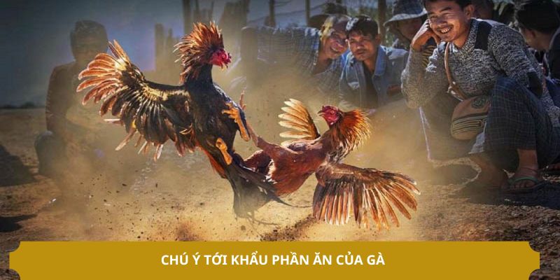 Chú ý tới khẩu phần ăn của gà 