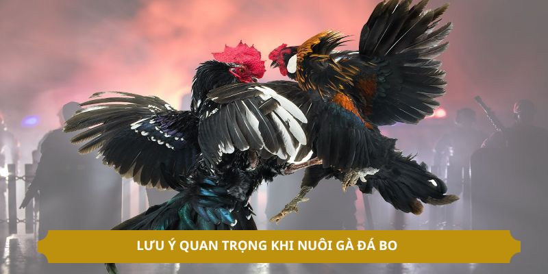 Cách Nuôi Gà Đá Bo Mau Lớn Đơn Giản, Hiệu Quả Cho Sư Kê