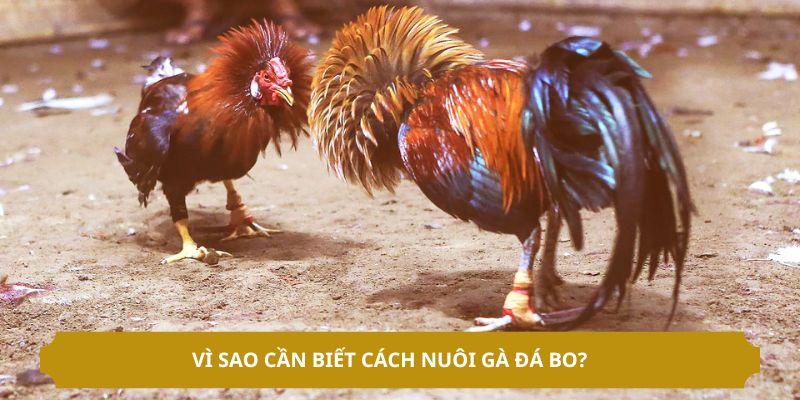Biết cách nuôi gà đá bo mang lại nhiều ưu điểm 