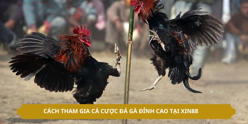 Cách tham gia cá cược đá gà đỉnh cao tại XIN88