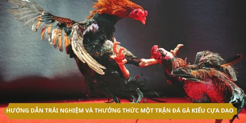 Hướng dẫn trải nghiệm và thưởng thức một trận đá gà kiểu cựa dao