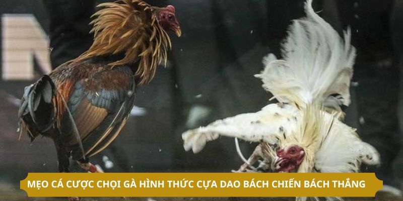 Mẹo cá cược chọi gà hình thức cựa dao bách chiến bách thắng