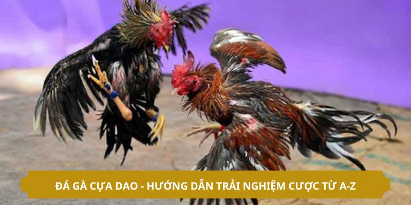 Đá Gà Cựa Dao - Hướng Dẫn Trải Nghiệm Cược Từ A-Z