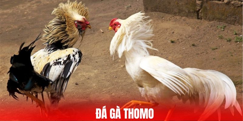 Đá Gà Thomo - Cuộc Chiến Nảy Lửa, Cược Chuẩn, Thắng Đậm