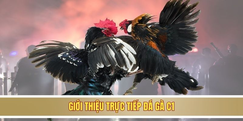 Giới thiệu trực tiếp đá gà C1