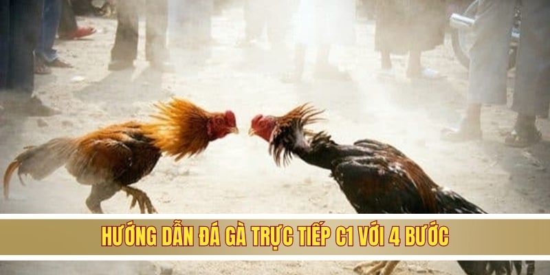 Hướng dẫn đá gà trực tiếp C1 với 4 bước