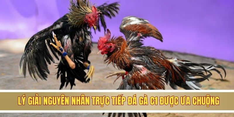 Lý giải nguyên nhân trực tiếp đá gà C1 được ưa chuộng