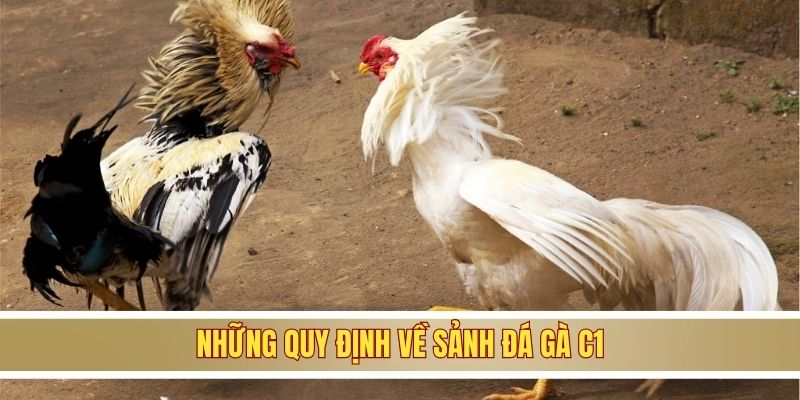 Những quy định về sảnh đá gà C1